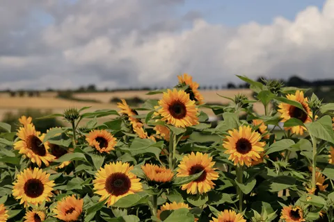 सूरजमुखी का खेत 4K वॉलपेपर · flowers · 3840×2560