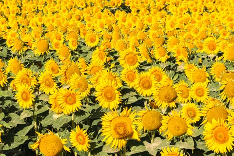सूरजमुखी का खेत 4K वॉलपेपर · flowers · 3840×2560