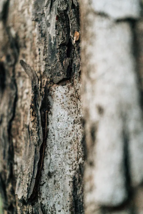 Wood Grain Phone Wallpaper · marble · 1440×2160