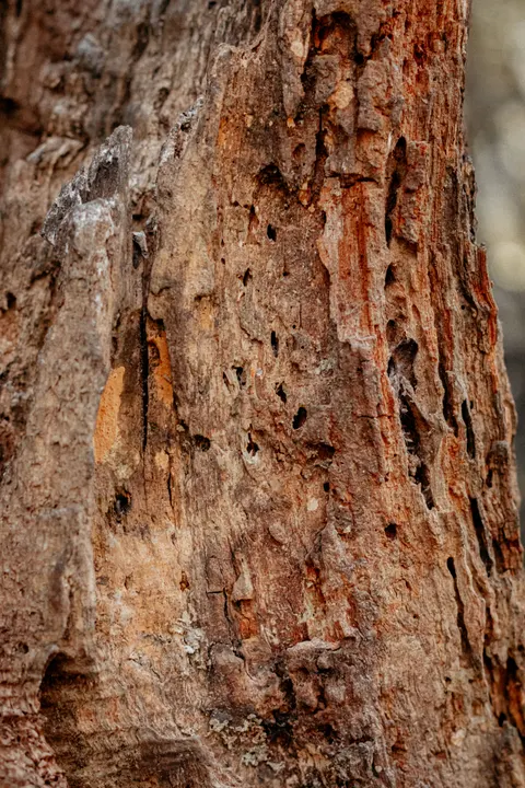 Wood Grain Phone Wallpaper · marble · 1440×2160