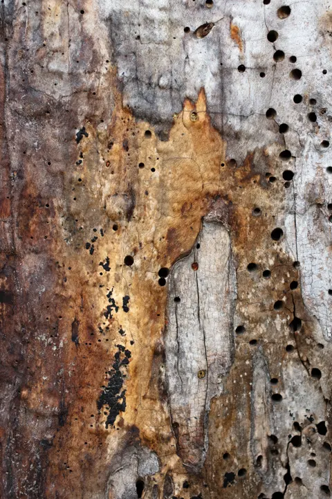 Wood Grain Phone Wallpaper · marble · 1440×2160