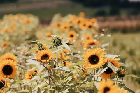 सूरजमुखी का खेत 4K वॉलपेपर · flowers · 3840×2560