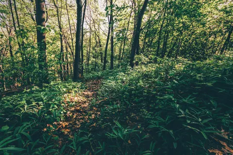 Bambuswald 4K Hintergrundbild · nature · 3840×2560