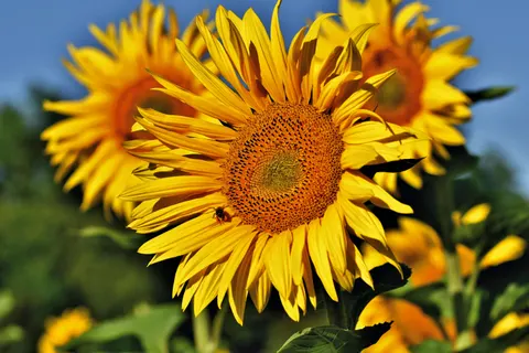 सूरजमुखी का खेत 4K वॉलपेपर · flowers · 3840×2560