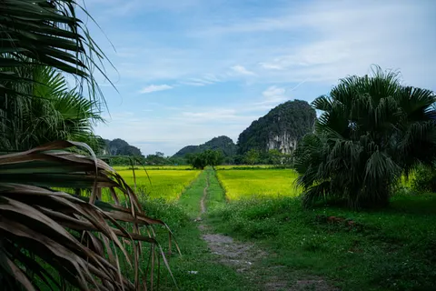 Bambu Ormanı 4K Duvar Kağıdı · nature · 3840×2560