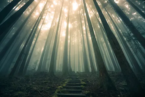 Wallpaper Hutan Bambu 4K · nature · 3840×2560