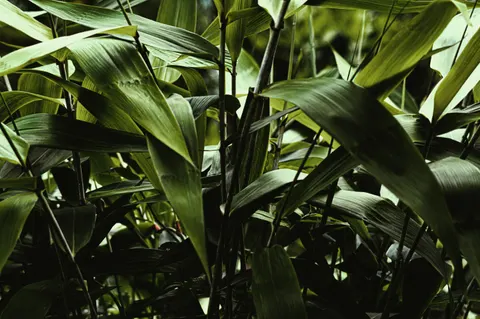 Tapeta Las bambusowy 4K · nature · 3840×2553
