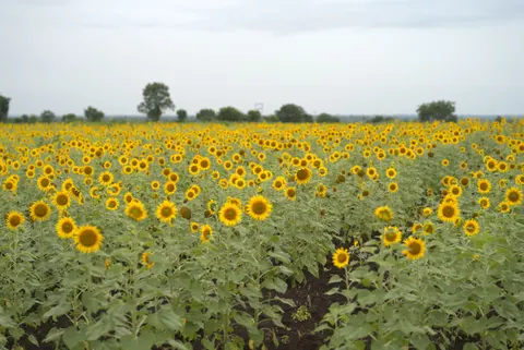 सूरजमुखी का खेत 4K वॉलपेपर · flowers · 3840×2565