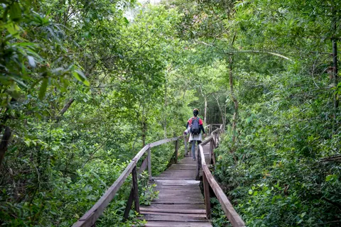 Wallpaper Hutan Bambu 4K · nature · 3840×2561