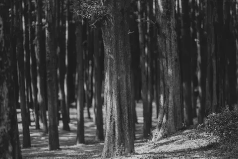 Fond d'écran Forêt de bambous 4K · nature · 3840×2560