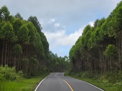 Bamboo Forest 4K Wallpaper · nature · 3840×2880