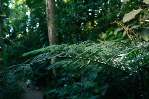 Sfondo Foresta di bambù 4K · nature · 3840×2561