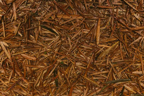 Bamboo Forest 4K Wallpaper · nature · 3840×2561