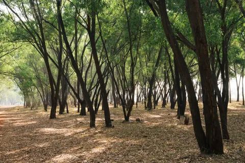 Wallpaper Hutan Bambu 4K · nature · 3840×2560