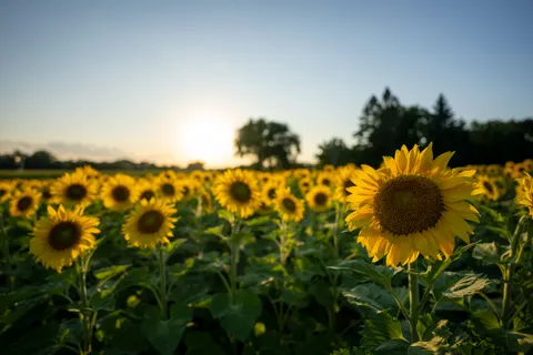 सूरजमुखी का खेत 4K वॉलपेपर · flowers · 3840×2560