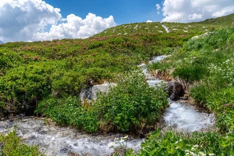 Wildblumenwiese 4K Hintergrundbild · nature · 3840×2561