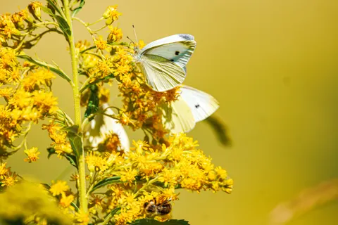 Sfondo Prato di fiori selvatici 4K · nature · 3840×2560