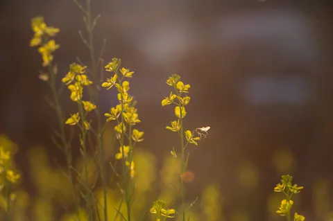 والپیپر چمنزار گل‌های وحشی با کیفیت 4K · nature · 3840×2555