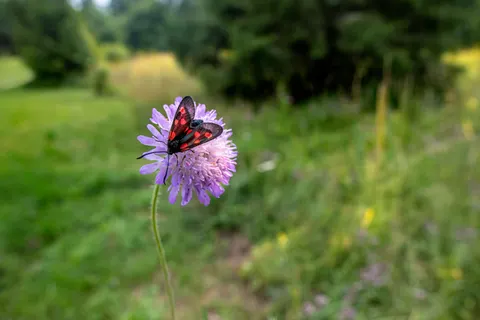 Wildflower Meadow 4K Wallpaper · nature · 3840×2560