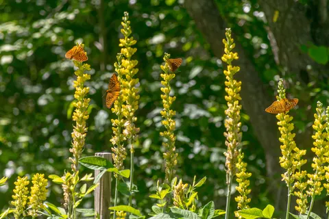 خلفية مرج الأزهار البرية بدقة 4K · nature · 3840×2560