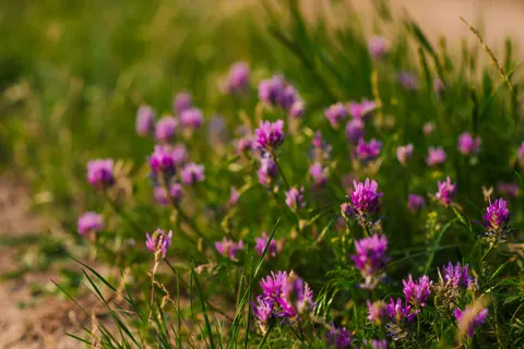 Обои Луг полевых цветов 4K · nature · 3840×2563