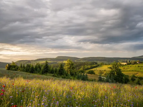 والپیپر چمنزار گل‌های وحشی با کیفیت 4K · nature · 3840×2880
