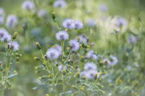 Wildflower Meadow 4K Wallpaper · nature · 3840×2560