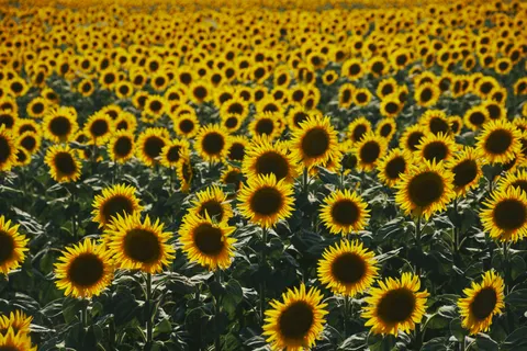 सूरजमुखी का खेत 4K वॉलपेपर · flowers · 3840×2560