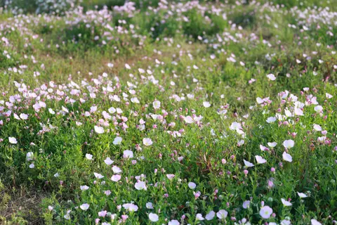 Wildflower Meadow 4K Wallpaper · nature · 3840×2561