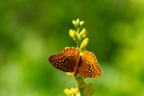 والپیپر چمنزار گل‌های وحشی با کیفیت 4K · nature · 3840×2560