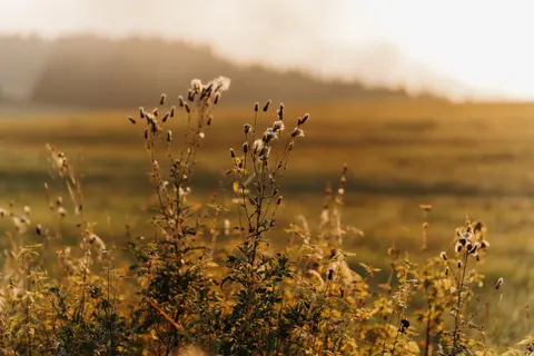 야생화 초원 4K 배경화면 · nature · 3840×2560