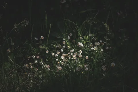 Wildblumenwiese 4K Hintergrundbild · nature · 3840×2560