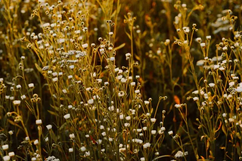 野花草甸 4K壁纸 · nature · 3840×2560