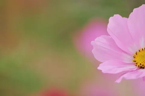 Sfondo Prato di fiori selvatici 4K · nature · 3840×2560