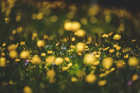 Wildblumenwiese 4K Hintergrundbild · nature · 3840×2560