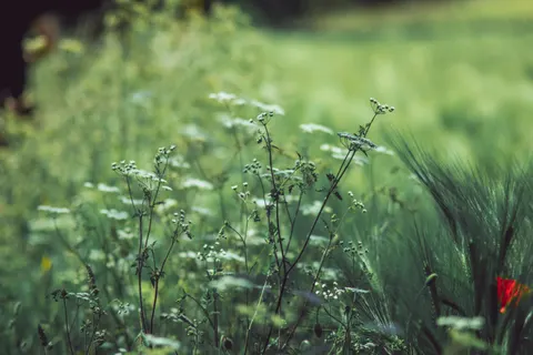 野花草甸 4K桌布 · nature · 3840×2560