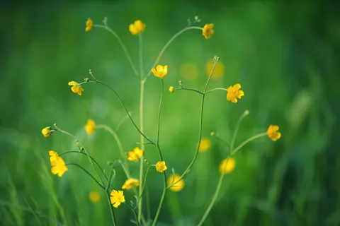والپیپر چمنزار گل‌های وحشی با کیفیت 4K · nature · 3840×2560