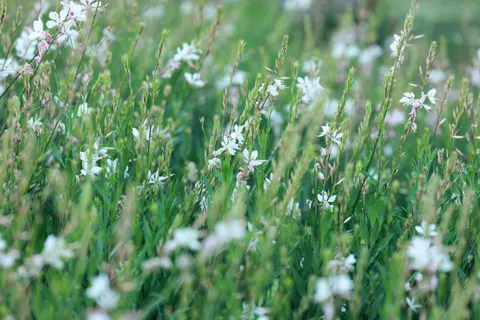 والپیپر چمنزار گل‌های وحشی با کیفیت 4K · nature · 3840×2560
