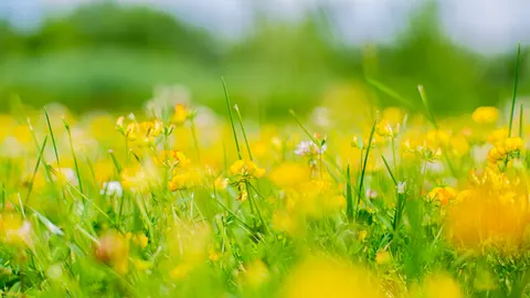 Wilde bloemenweide 4K-achtergrond · nature · 3840×2158