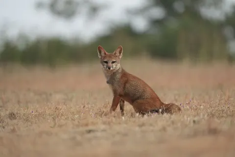 Fox 4K Wallpaper · animals · 3840×2560