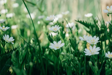 野花草甸 4K桌布 · nature · 3840×2560