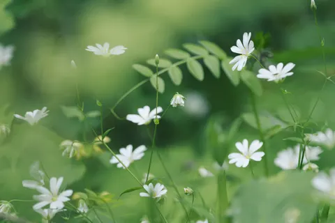 야생화 초원 4K 배경화면 · nature · 3840×2560