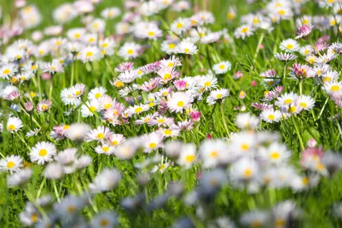 Обои Луг полевых цветов 4K · nature · 3840×2560