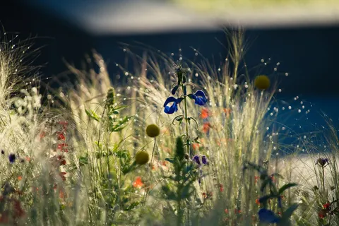 野花の草原 4K壁紙 · nature · 3840×2560