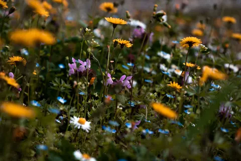 Sfondo Prato di fiori selvatici 4K · nature · 3840×2560