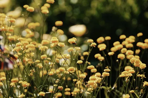 Fond d'écran Prairie de fleurs sauvages 4K · nature · 3840×2560