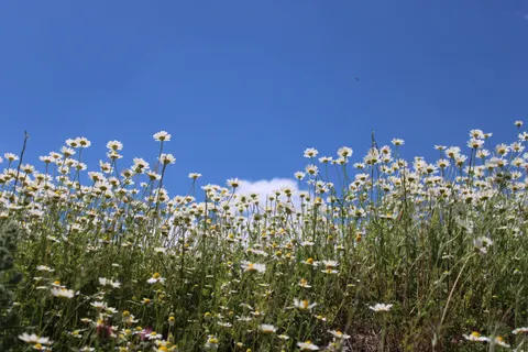 Papel de parede Prado de flores silvestres 4K · nature · 3840×2560