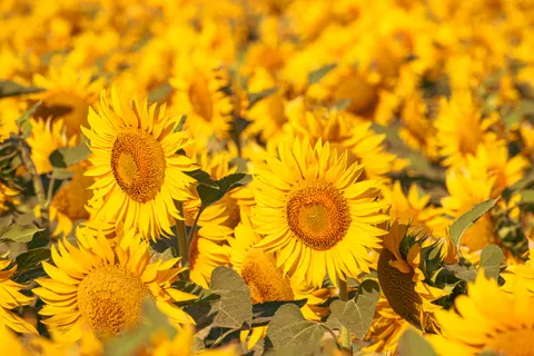 Hình nền Cánh Đồng Hoa Hướng Dương 4K · flowers · 3840×2560