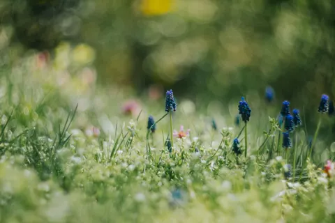 Wildflower Meadow 4K Wallpaper · nature · 3840×2560