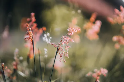 والپیپر چمنزار گل‌های وحشی با کیفیت 4K · nature · 3840×2560